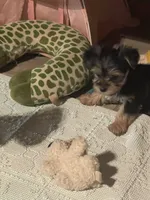 Big brother , a male Yorkshire Terrier for sale in Enville, TN – 8 of 8