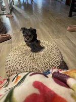 Big brother , a male Yorkshire Terrier for sale in Enville, TN – 3 of 8