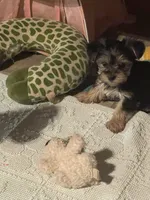Big brother , a male Yorkshire Terrier for sale in Enville, TN – 5 of 8