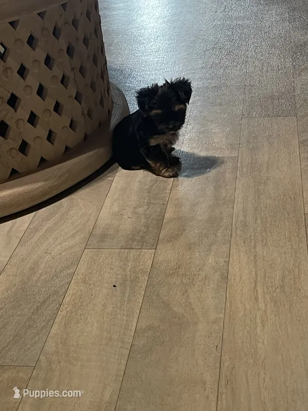 Yorkies  – Yorkshire Terrier puppy for sale in Enville, TN