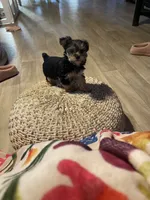 Big brother , a male Yorkshire Terrier for sale in Enville, TN – 4 of 8