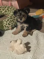 Big brother , a male Yorkshire Terrier for sale in Enville, TN – 7 of 8