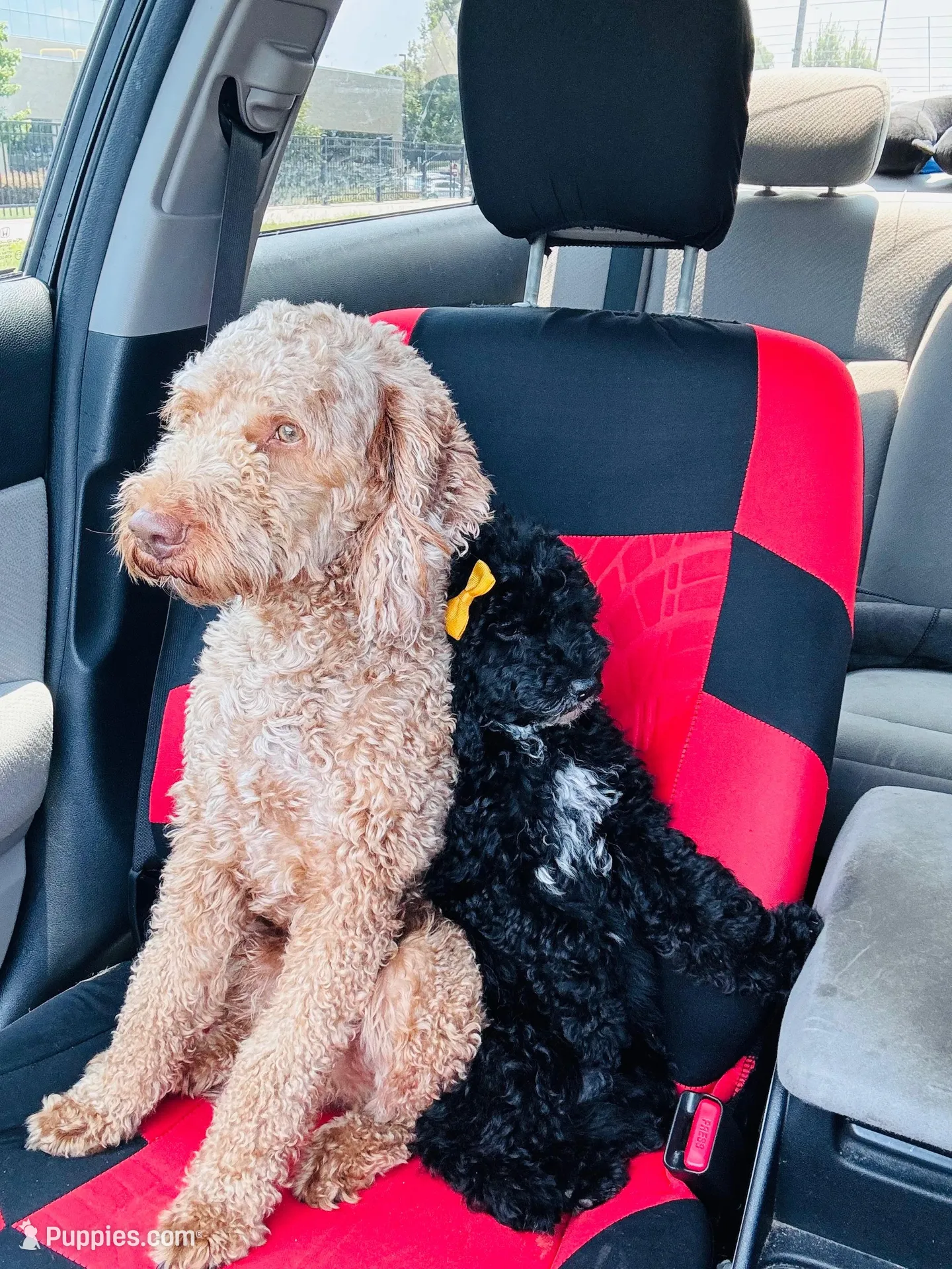 N/A, a female Poodle - Miniature  and Miniature Goldendoodle for sale in Charlotte, NC – Photo 9 of 9