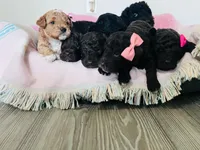 no name , a female Poodle - Miniature  and Miniature Goldendoodle for sale in Charlotte, NC – Photo 7 of 8