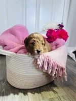 no name , a female Poodle - Miniature  and Miniature Goldendoodle for sale in Charlotte, NC – Photo 4 of 8