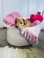 no name , a female Poodle - Miniature  and Miniature Goldendoodle for sale in Charlotte, NC – Photo 2 of 8