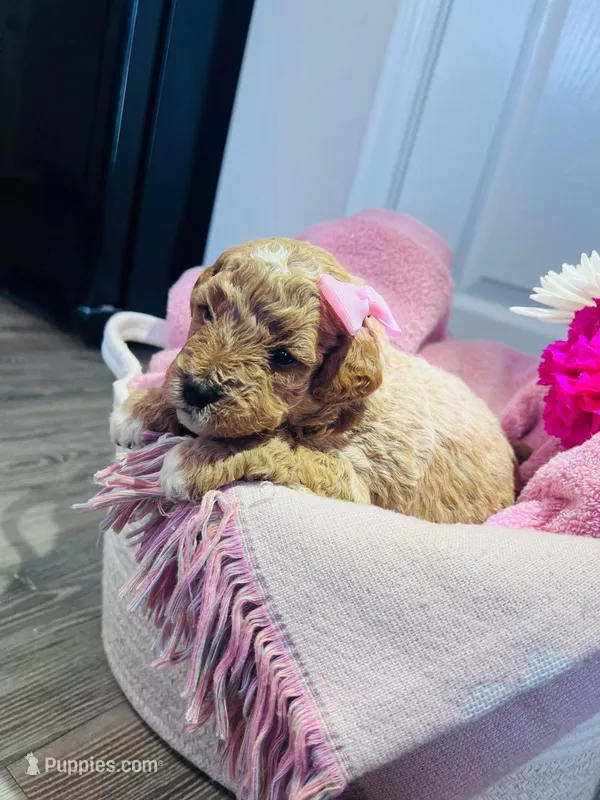 no name  – Poodle - Miniature , Miniature Goldendoodle puppy for sale in Charlotte, NC