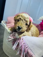 no name , a female Poodle - Miniature  and Miniature Goldendoodle for sale in Charlotte, NC – Photo 5 of 8