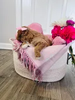 no name , a female Poodle - Miniature  and Miniature Goldendoodle for sale in Charlotte, NC – Photo 3 of 8