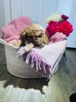no name , a female Poodle - Miniature  and Miniature Goldendoodle for sale in Charlotte, NC – Photo 6 of 8