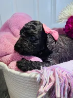 N/A, a female Poodle - Miniature  and Miniature Goldendoodle for sale in Charlotte, NC – Photo 6 of 8