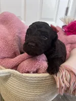 N/A, a female Poodle - Miniature  and Miniature Goldendoodle for sale in Charlotte, NC – Photo 5 of 8