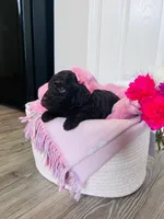 N/A, a female Poodle - Miniature  and Miniature Goldendoodle for sale in Charlotte, NC – Photo 2 of 8