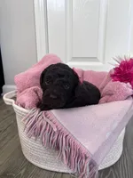 N/A, a female Poodle - Miniature  and Miniature Goldendoodle for sale in Charlotte, NC – Photo 3 of 8