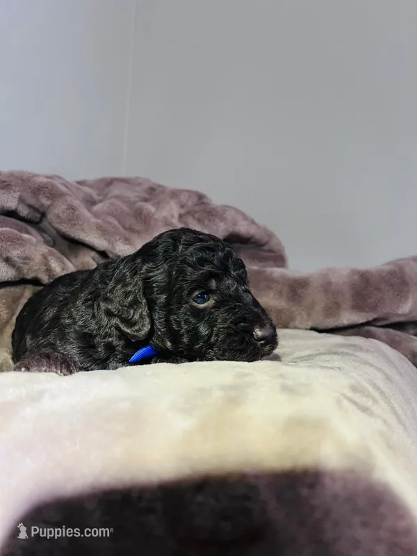 N/A – Poodle - Miniature , Miniature Goldendoodle puppy for sale in Charlotte, NC