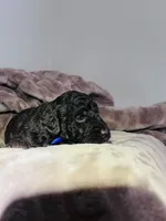 N/A, a male Poodle - Miniature  and Miniature Goldendoodle for sale in Charlotte, NC – Photo 1 of 6