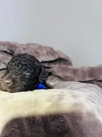 N/A, a male Poodle - Miniature  and Miniature Goldendoodle for sale in Charlotte, NC – Photo 3 of 6