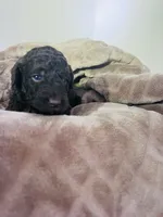 N/A, a male Poodle - Miniature  and Miniature Goldendoodle for sale in Charlotte, NC – Photo 4 of 6