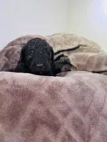 N/A, a male Poodle - Miniature  and Miniature Goldendoodle for sale in Charlotte, NC – Photo 5 of 6