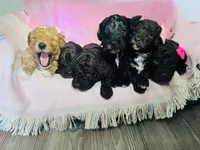 N/A, a male Poodle - Miniature  and Miniature Goldendoodle for sale in Charlotte, NC – Photo 6 of 6