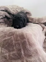 N/A, a male Poodle - Miniature  and Miniature Goldendoodle for sale in Charlotte, NC – Photo 2 of 6