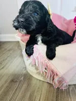 N/A, a female Poodle - Miniature  and Miniature Goldendoodle for sale in Charlotte, NC – Photo 4 of 9