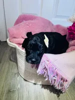 N/A, a female Poodle - Miniature  and Miniature Goldendoodle for sale in Charlotte, NC – Photo 8 of 9