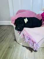 N/A, a female Poodle - Miniature  and Miniature Goldendoodle for sale in Charlotte, NC – Photo 7 of 9