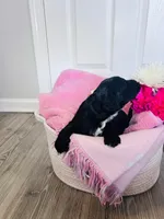 N/A, a female Poodle - Miniature  and Miniature Goldendoodle for sale in Charlotte, NC – Photo 6 of 9