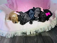 N/A, a female Poodle - Miniature  and Miniature Goldendoodle for sale in Charlotte, NC – Photo 2 of 9