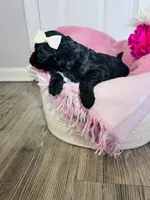 N/A, a female Poodle - Miniature  and Miniature Goldendoodle for sale in Charlotte, NC – Photo 3 of 9