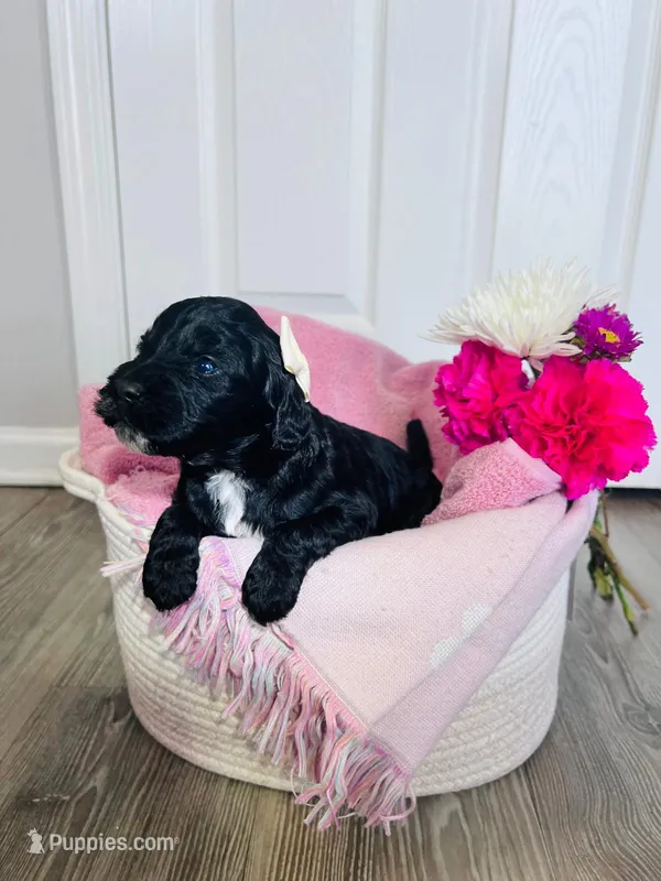 N/A – Poodle - Miniature , Miniature Goldendoodle puppy for sale in Charlotte, NC