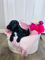 N/A, a female Poodle - Miniature  and Miniature Goldendoodle for sale in Charlotte, NC – Photo 1 of 9
