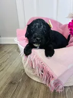N/A, a female Poodle - Miniature  and Miniature Goldendoodle for sale in Charlotte, NC – Photo 5 of 9