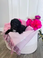 N/A, a female Poodle - Miniature  and Miniature Goldendoodle for sale in Charlotte, NC – Photo 3 of 6