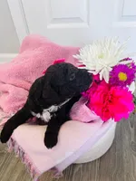 N/A, a female Poodle - Miniature  and Miniature Goldendoodle for sale in Charlotte, NC – Photo 5 of 6