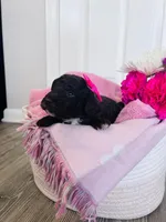 N/A, a female Poodle - Miniature  and Miniature Goldendoodle for sale in Charlotte, NC – Photo 2 of 6