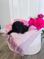 N/A, a female Poodle - Miniature  and Miniature Goldendoodle for sale in Charlotte, NC – Photo 4 of 6