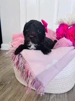 N/A, a female Poodle - Miniature  and Miniature Goldendoodle for sale in Charlotte, NC – Photo 1 of 6