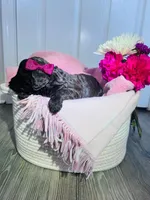 N/A, a female Poodle - Miniature  and Miniature Goldendoodle for sale in Charlotte, NC – Photo 4 of 5