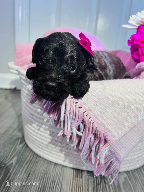 N/A – Poodle - Miniature , Miniature Goldendoodle puppy for sale in Charlotte, NC