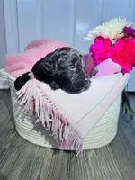 N/A, a female Poodle - Miniature  and Miniature Goldendoodle for sale in Charlotte, NC – Photo 3 of 5