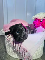 N/A, a female Poodle - Miniature  and Miniature Goldendoodle for sale in Charlotte, NC – Photo 2 of 5