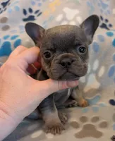 Ariel , a female French Bulldog for sale in Roseville, CA – Photo 5 of 5