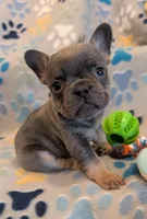 Ariel , a female French Bulldog for sale in Roseville, CA – Photo 2 of 5