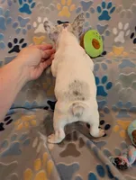 Biscotti , a male French Bulldog for sale in Roseville, CA – Photo 5 of 5