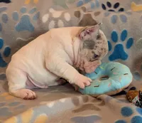 Biscotti , a male French Bulldog for sale in Roseville, CA – Photo 3 of 5