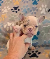 Biscotti , a male French Bulldog for sale in Roseville, CA – Photo 1 of 5