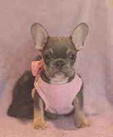Macy, a female French Bulldog for sale in Roseville, CA – Photo 2 of 4