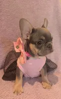 Macy, a female French Bulldog for sale in Roseville, CA – Photo 3 of 4